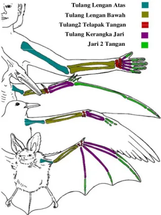 Gambar 3.  Perbandingan perluasan kerangka lengan kelelawar dibandingkan jenis  mamalia lainnya