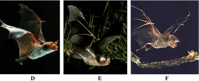 Gambar 5. Proses manuver terbang kelelawar Nathusius' Pipistrelle dalam penyergapan  mangsa