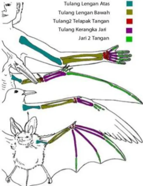 Gambar 2.2 Sumber : Bats Biology, 2008 