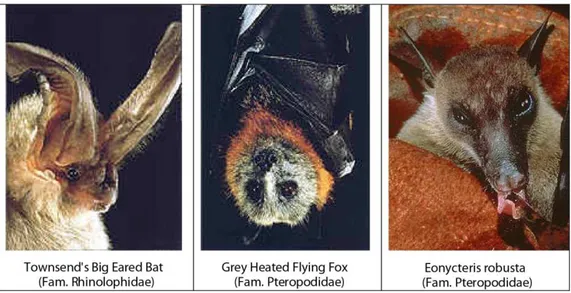 Gambar 2.4 Sumber : 1. University of Bristol, 2. Bats in China, 3. Bats in Phipipina, 4