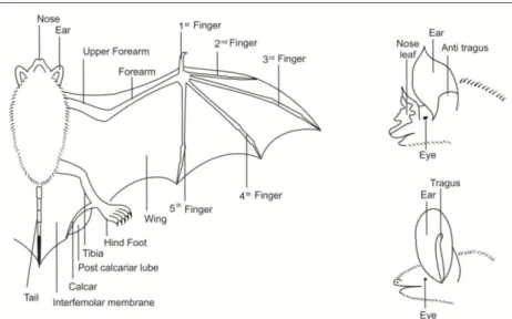 Gambar 2. Morfologi kelelawar microcheroptera 