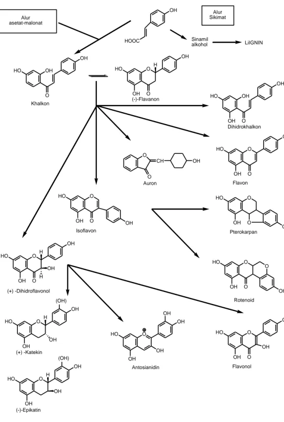 Gambar 2.1.   Biosintesa  hubungan  antara  jenis  monomer  flavonoida  dari  alur  asetat-malonat dan alur sikimat (Markham, 1988)