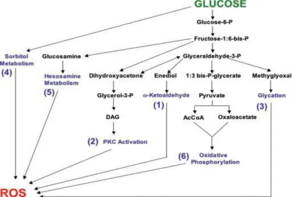 Gambar 1. Jalur Metabolisme Glukosa yang Dapat Menghasilkan ROS  a.   Autooksidasi glukosa 