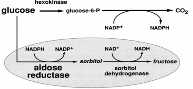 Gambar 1. Metabolisme glukosa melalui jalur poliol – sorbitol 