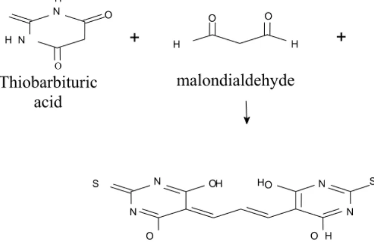 Gambar 3. Reaksi Kondensasi antara Satu Molekul MDA Dengan Dua Molekul  TBA pada Kondisi Asam 