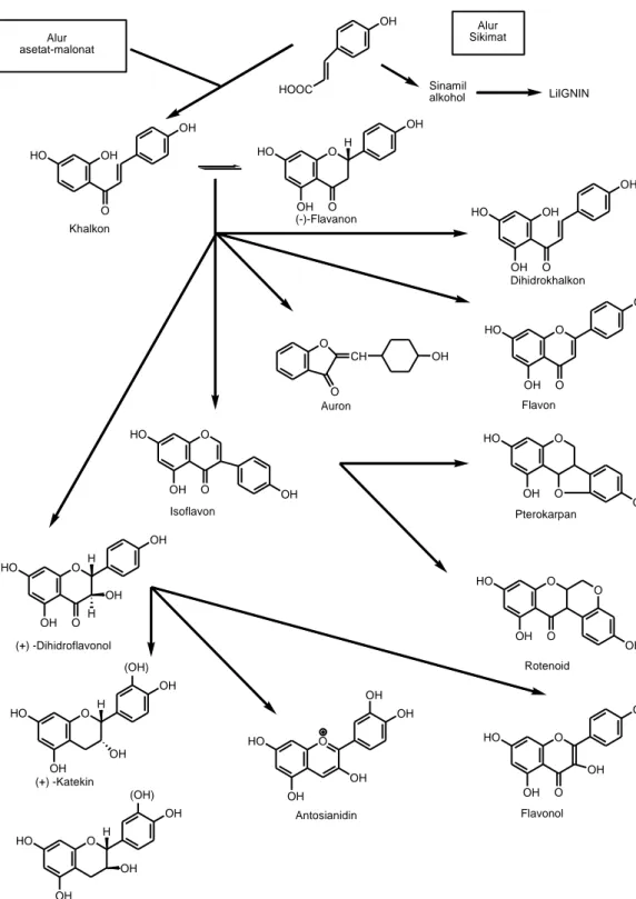 Gambar 2.15  Biosintesa  hubungan  antara  jenis  monomer  flavonoida  dari  alur                          asetat-malonat dan alur sikimat (Markham, 1988)