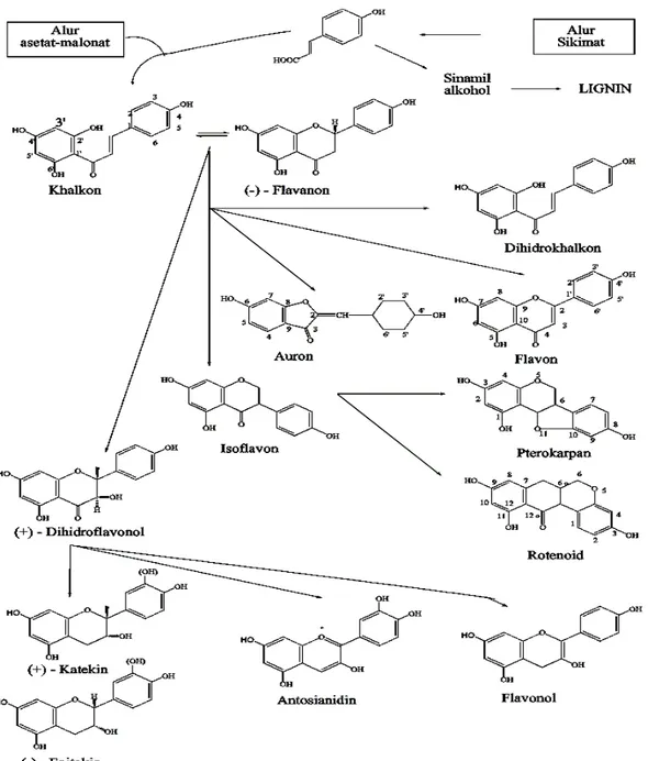 Gambar 2.1Biosintesa hubungan antara jenis monomer flavonoida dari alur           asetat-malonat dan alur sikimat (Markham, 1998)