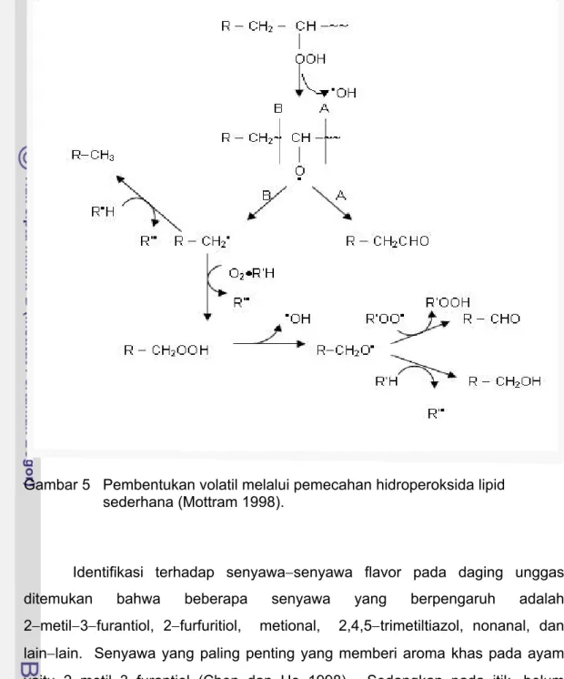 Gambar 5   Pembentukan volatil melalui pemecahan hidroperoksida lipid                      sederhana (Mottram 1998)