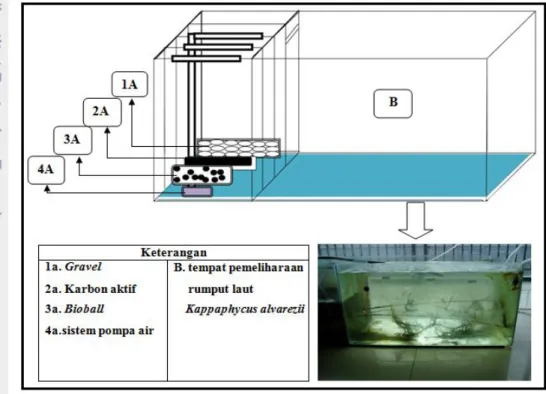 Gambar 4. Sistem resirkulasi air, filter fisik (pecahan karang/gravel) (1A),  filter kimia (2A), filter  biologi (3A), mesin pompa air (4A), dan  media pemeliharaan rumput laut Kappaphycus alvarezii (B) 