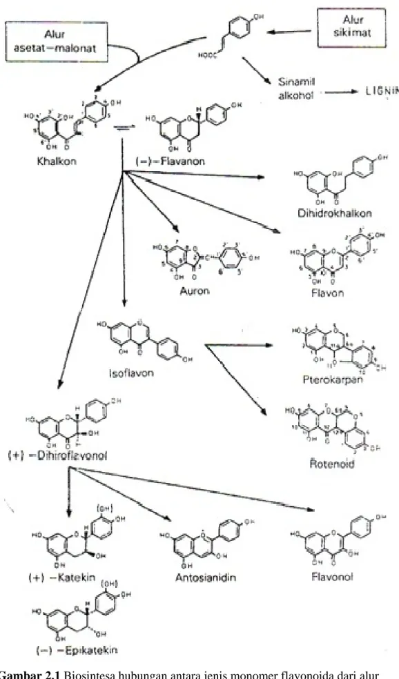 Gambar 2.1 Biosintesa hubungan antara jenis monomer flavonoida dari alur       asetat-malonat dan alur sikimat 