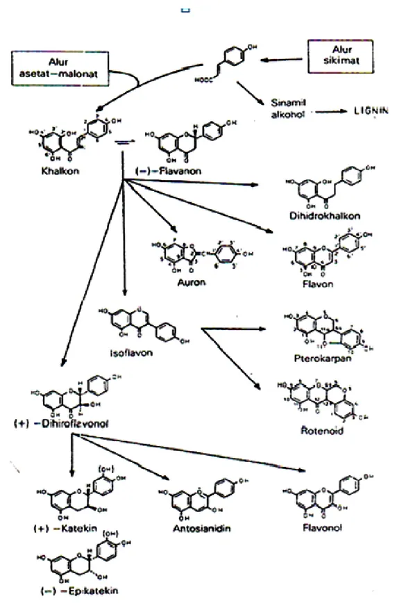 Gambar 1 : Biosintesis flavonoida (Markham, 1988) 
