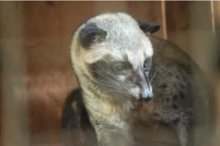 Gambar II.7 Luwak 