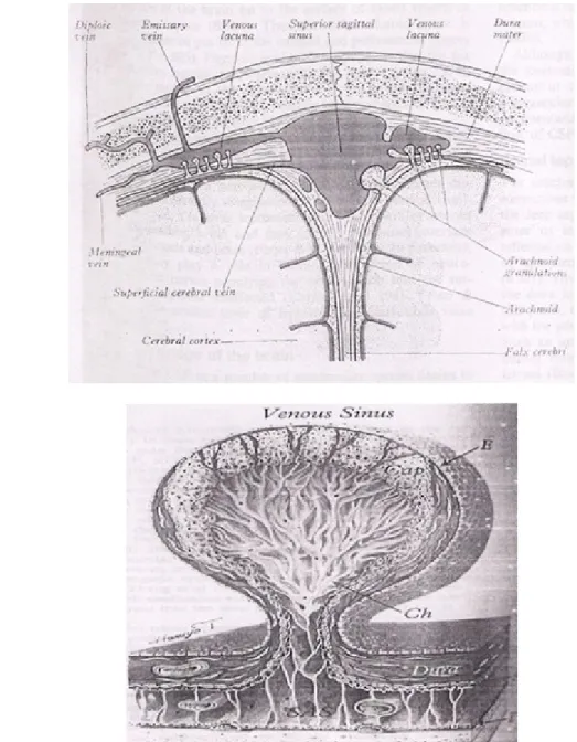 Gambar 4. (Atas) potongan koronal melalui verteks memperlihatkan vena,  meningeal dan granulatio arknoidea