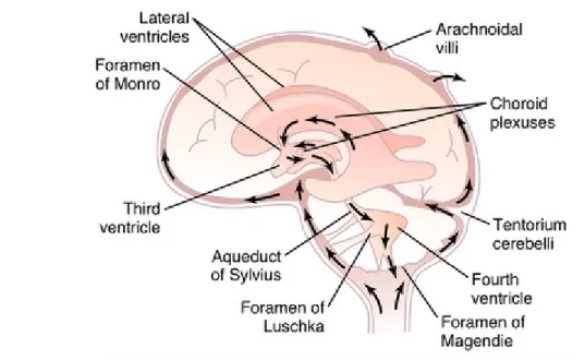 Gambar 5. Tanda panah memperlihtakan aliran cairan serebrospinal dari  ventrikulus lateralis ke villi arachnoidea
