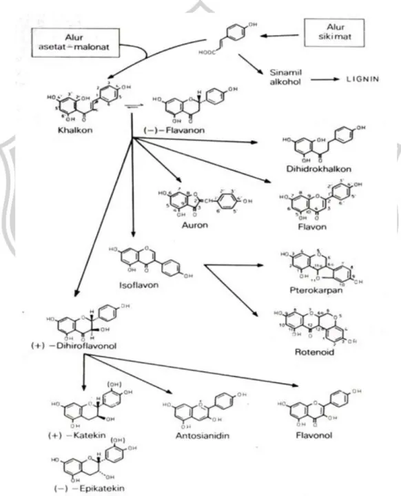 Gambar  3. Biosintesis  Hubungan  Antar a  Jenis  Monomer  Fl avonoi d  dari  Jalur  Asetat- Asetat-Mal onat dan J alur Sikimat (Ma rkha m, 1988).
