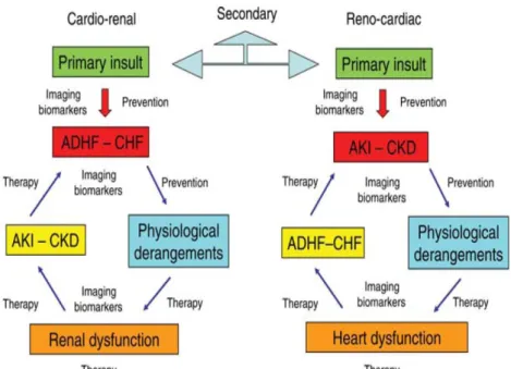 Gambar 1. Interaksi antara  jantung dan ginjal:  Dalam  CRS, ada   dua  aspek   penting:   yang   pertama   adalah  urutan keterlibatan  organ   dan  yang   kedua   adalah  sinyal