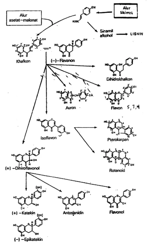 Gambar 2. Hubungan jenis monomer flavonoida 