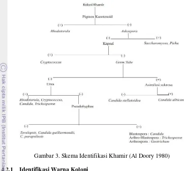 Gambar 3. Skema Identifikasi Khamir (Al Doory 1980) 