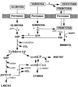 Gambar 7.   Mekanisme  Reaksi Pembentukan Dekstran oleh  Dekstransukrase (Robty, 1995)E E F .G S E F .2G S  E F  Gn + 1G S  Gn + 1G E + 