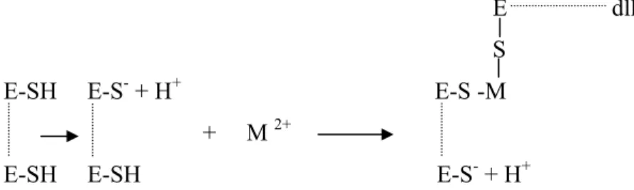 Gambar 4. Ikatan ion logam bivalen (M 2+ ) dan grup sulfhidril  Keterangan: 