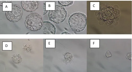 Gambar 1. Proses Isolasi Inner Cell Mass (ICM) dengan Metode Immunosurgery.  
