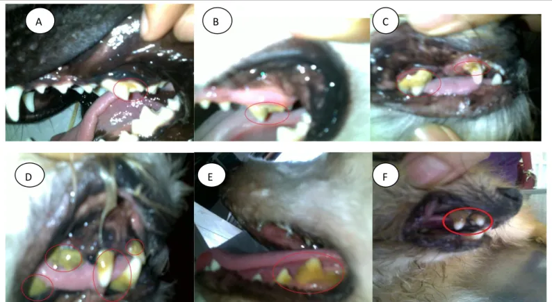 Gambar 2  A-F  menunjukkan anjing  mulai  memiliki karang gigi tebal pada  umur tiga  tahun  sedangkan pada umur dua tahun memiliki ketebalan yang tipis