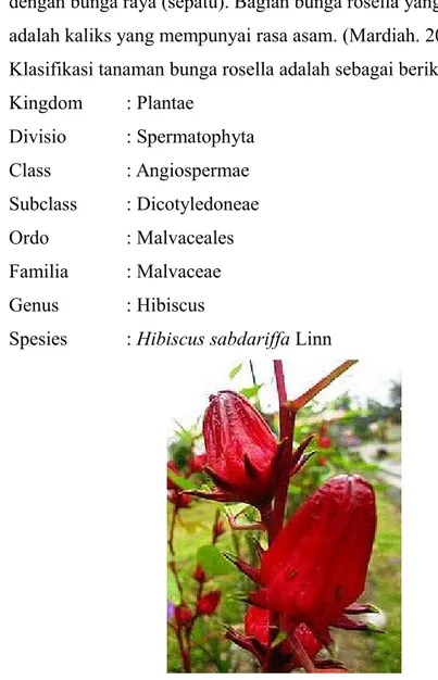 Gambar 1 : Bunga Rosella (Hibiscus sabdariffa Linn)