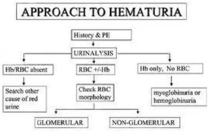 Gambar 4. Approach to Hematuria