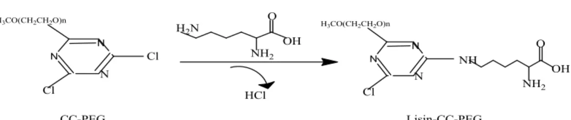 Gambar 7. Reaksi antara sianurat klorida polietilenglikol (CC-PEG)                    dengan residu lisin (Janecek, 1993)