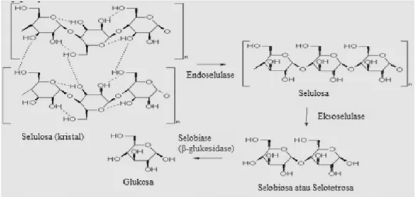 Gambar 4. Mekanisme hidrolisis selulosa oleh enzim selulase  (Ikram,2005). 