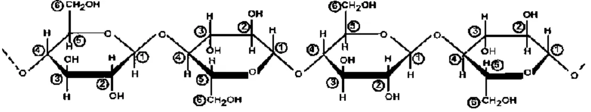 Gambar 5. Struktur selulosa (Koolman, 2001). 