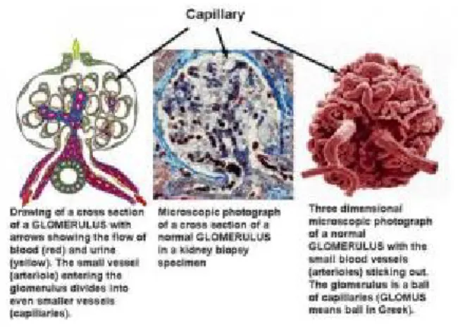 Gambar 4. Kapiler glomerulus normal