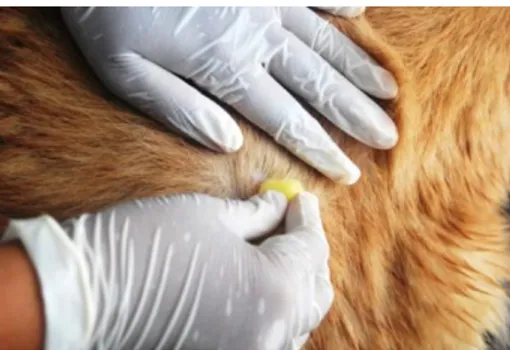 Gambar 5. Foto Pemberian Amitraz pada Anjing Golden Retriever pada Area yang  Terinfeksi Ektoparasit 