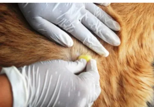 Gambar 5. Foto Pemberian Amitraz pada Anjing Golden Retriever pada Area yang  Terinfeksi Ektoparasit 