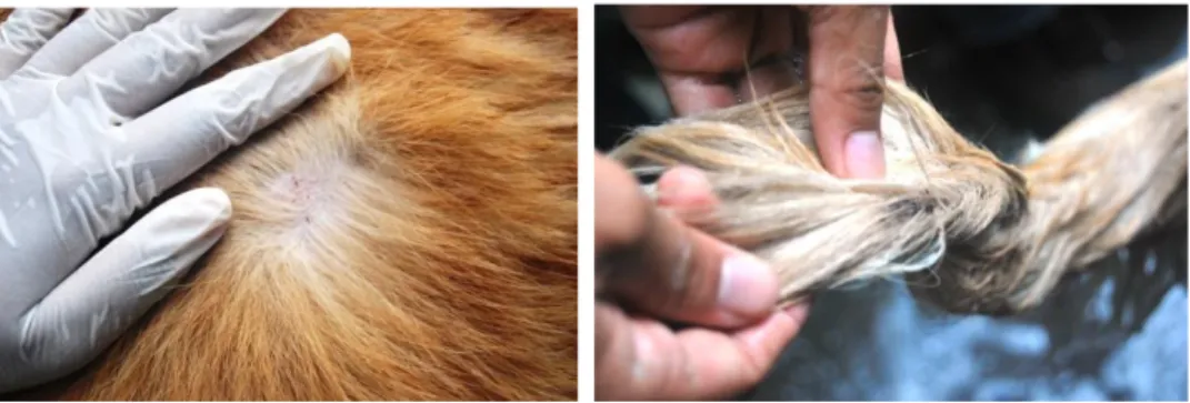 Gambar 3. Foto Area Tubuh Anjing Golden Retriever yang Terinfeksi Ektoparasit 