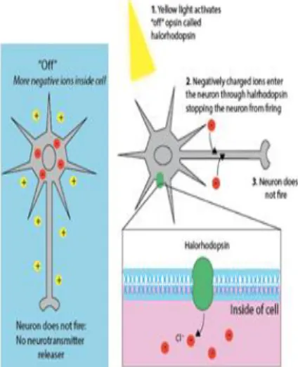 Gambar 2. Inhibitori pada neuron. 17-19  Pada  individu  yang  menderita  nyeri  kronik  maka  akan  terjadi  suatu  hipersensitivitas  terhadap  stimulus