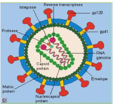 Gambar 1 : Struktur HIV  Envelope berisi: 