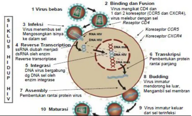 Gambar 2 : Siklus Replikasi HIV 