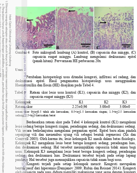 Gambar 4 Foto mikrografi lambung (A) kontrol, (B) capsaicin dua minggu, (C) 