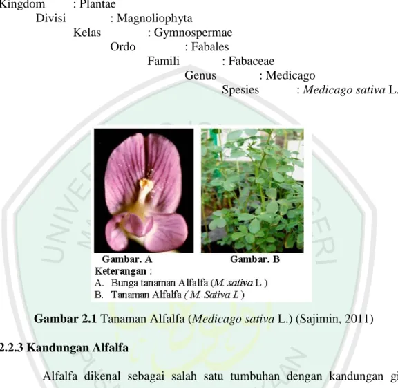 Gambar 2.1 Tanaman Alfalfa (Medicago sativa L.) (Sajimin, 2011)  2.2.3 Kandungan Alfalfa  