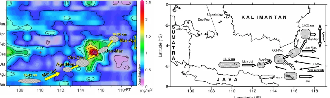 Gambar 12.  Distribusi konsentrasi klorofil-a (time longitude) dan migrasi internal ikan pelagis di Laut Jawa