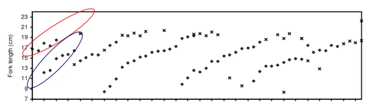 Gambar 13.  Panjang rata-rata bulanan dari data frekuensi panjang ikan D ruselli tahun 1991 sampai dengan  1995