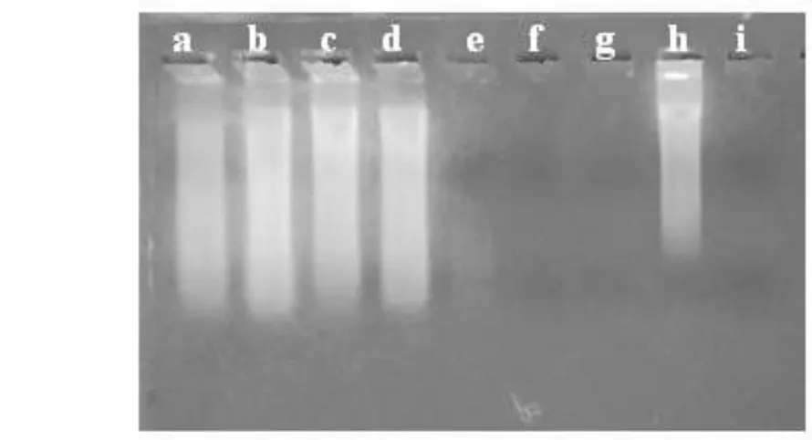 Gambar 1  Hasil elekroforesis ekstraksi DNA sampel pada gel agarosa 1%. 
