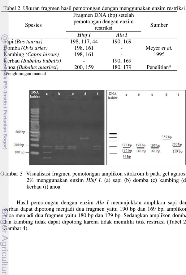 Tabel 2  Ukuran fragmen hasil pemotongan dengan menggunakan enzim restriksi  Spesies 
