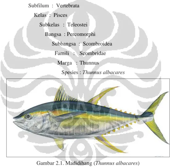 Gambar 2.1. Madidihang (Thunnus albacares) 