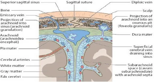 Gambar 1: membran meningea pada permukaan otak.