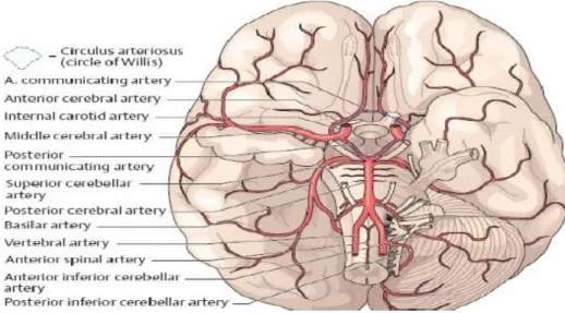 Gambar 3: arteri-arteri intrakranial.
