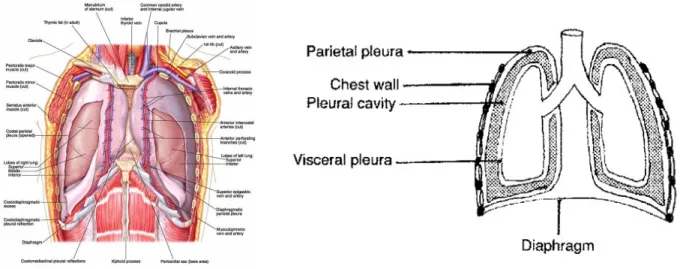 Gambar 2.2 Skematik anatomi dinding dada. 