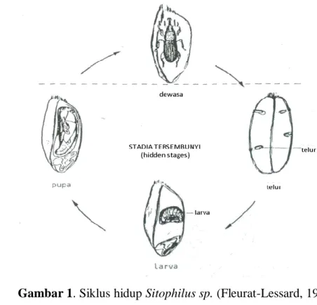 Gambar 1. Siklus hidup Sitophilus sp. (Fleurat-Lessard, 1982) 