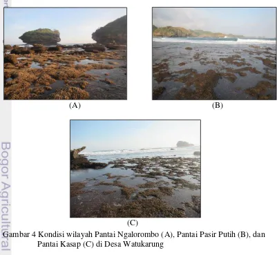 Gambar 4 Kondisi wilayah Pantai Ngalorombo (A), Pantai Pasir Putih (B), dan 